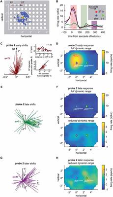 Two Types of Receptive Field Dynamics in Area V4 at the Time of Eye Movements?